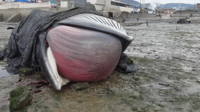大连海滩惊现搁浅巨鲸，体型庞大引恐慌，被称“最恐怖鲸鱼”引发热议
