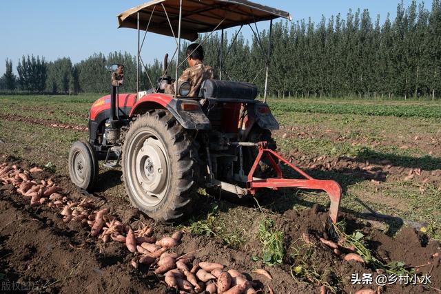 地瓜是什么，地瓜是什么软件（掌握老祖宗留下的10句农谚）