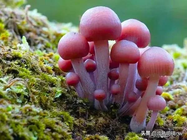 世界上最漂亮的蘑菇,世界上最漂亮的蘑菇是什么(精华总伴日风来