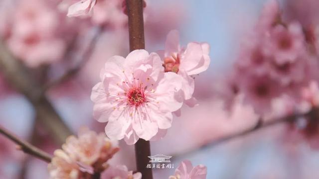 花开见佛的意思，花开见佛的意思和造句（鉴真樱花季 ， 花开见佛）
