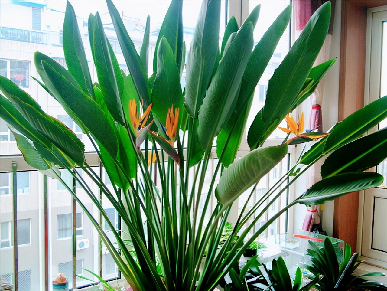 客厅适合摆放的十大植物,客厅十大镇宅植物(还能吸收废气,制氧气)