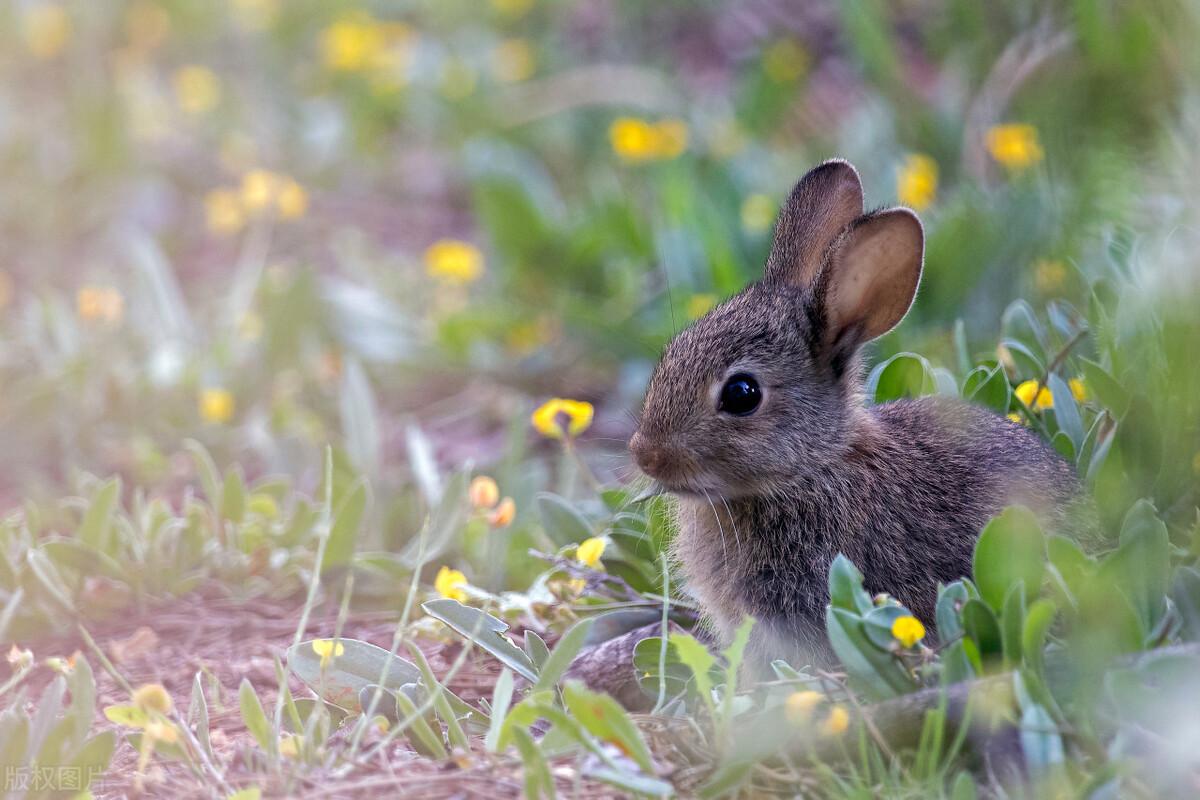 有***,有一只名叫小兔子的小兔子,他生活在一个美丽的森林里.