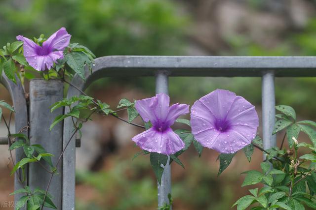 不懂爱情的语录，不懂爱情的说说,短句（写给某人：你不懂我的悲伤）