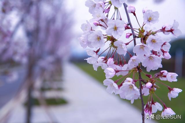 樱花象征着什么，樱花代表的寓意是什么意思（樱花的花语）