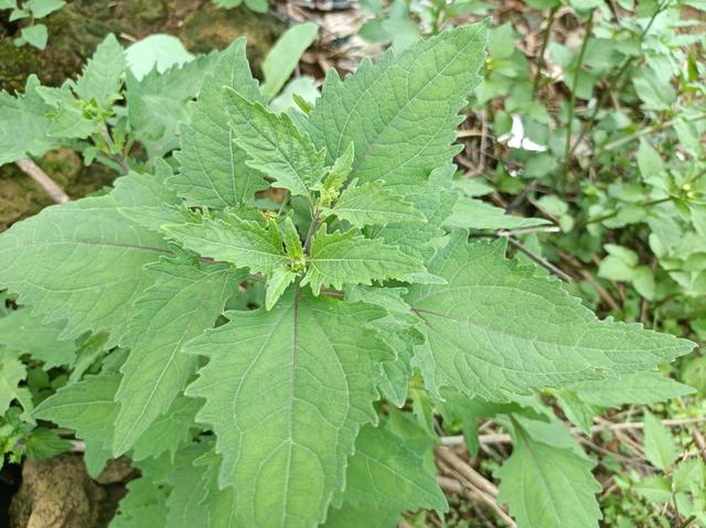 豨什么意思解释，豨字笔画笔顺（好多人不知道它的价值）