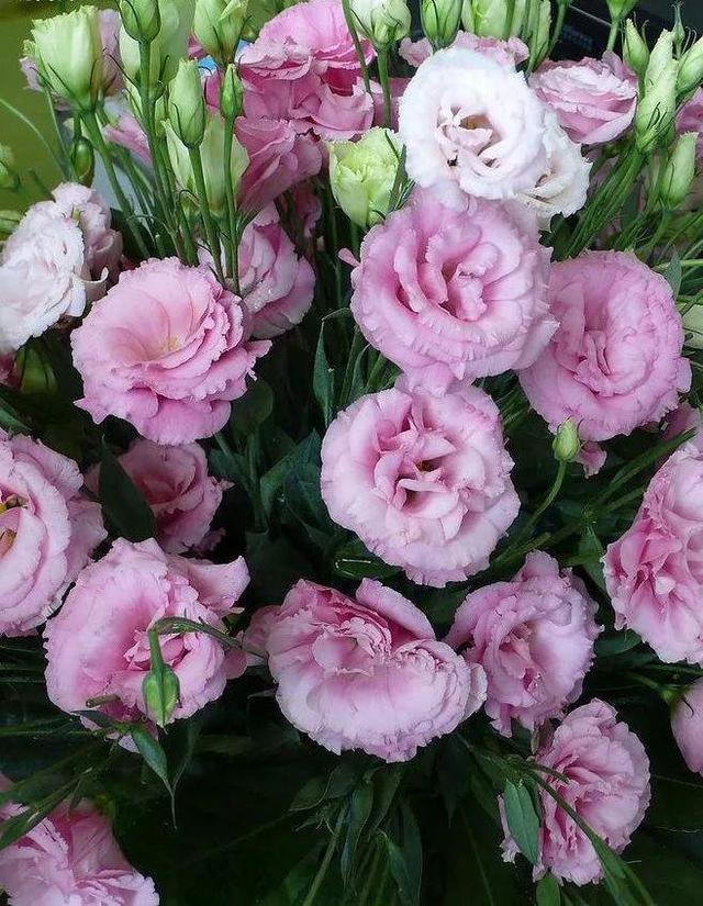 看望病人买什么鲜花，适合送病人的鲜花有哪几种（哪些花代表健康、平安、幸福）