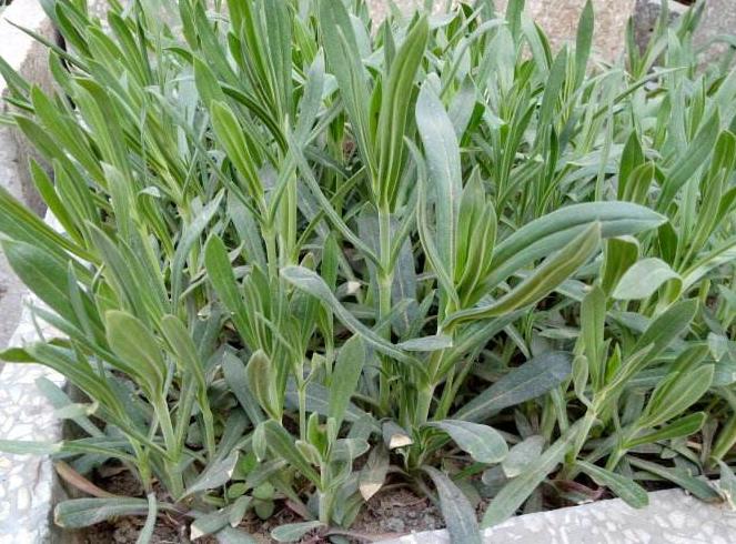 农村能吃的100种野菜图片，有哪些野菜可以吃