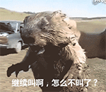 土拨鼠尖叫表情包，土拨鼠尖叫表情包在哪里下啊（土拨鼠暴走大叫的表情包）