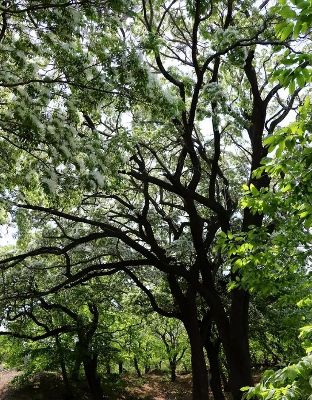 流苏是什么意思，什么的流苏（香飘十里村：千年流苏花开）