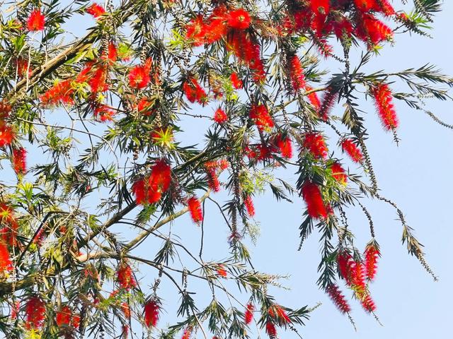 鲜花的花语和花的数目的寓意，鲜花数量的寓意（100种迷人的“数字花”）