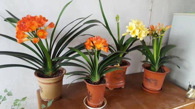 又高又深的花盆适合种什么花，高花盆适合种什么花（5种“贵气花”）