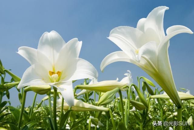 送百合花的含义，男人送女人百合花意味着什么（百合花的花语）