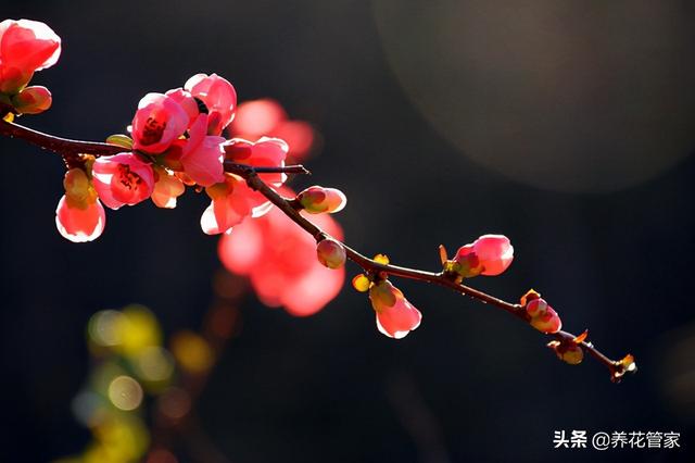 海棠花是什么颜色，海棠花分别有多少种颜色（海棠四品：四种形色，四种韵味）