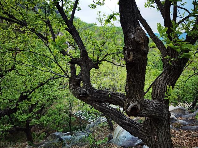 安阳好玩的地方，安阳周边那些不太出名但好玩的地方（安阳游玩︱推荐七朝古都游玩0元打卡的5个景点）