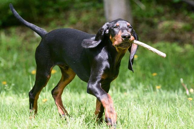 十大适合家养的大型犬，十大适合家养的大型犬短毛（几种可爱\