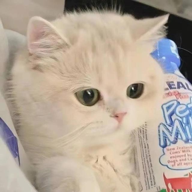 动物男头（你喜欢就好），微信头像，动物男头（你喜欢就好）（可爱头像‖很精致的小动物）