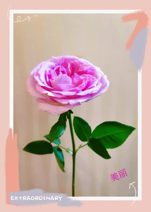 精选情人节的玫瑰的作文六篇，给女朋友的情人节小作文（情人节的玫瑰花<原创>）