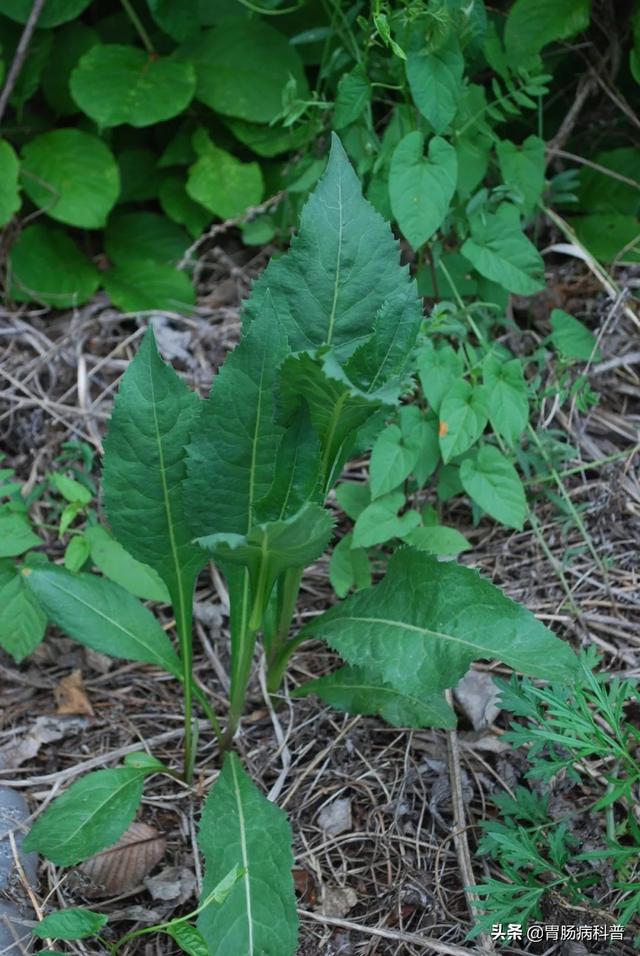 曼陀罗花的图片，曼陀罗花是什么（301味中药材的原植物彩色图谱）
