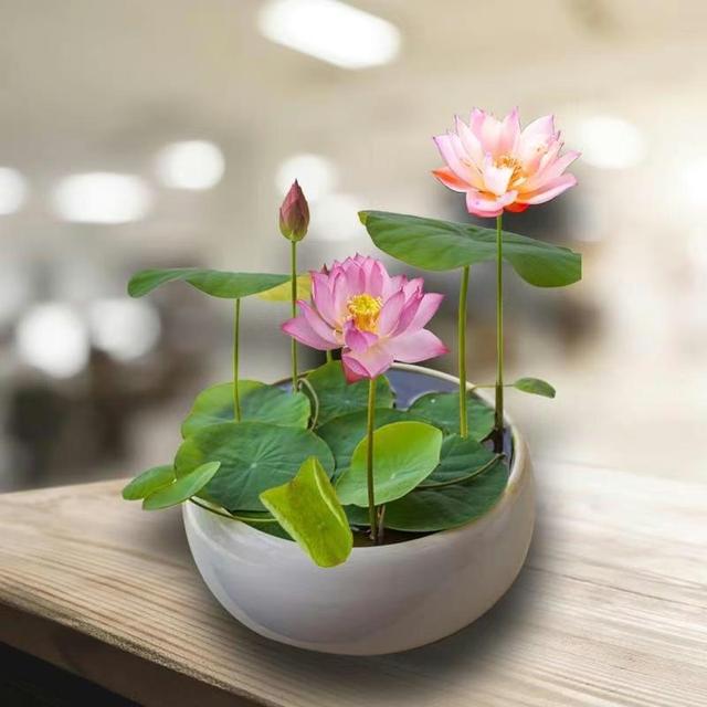 朱槿花象征什么，朱槿花的寓意（被很多老人拉入“黑名单”的3种花）