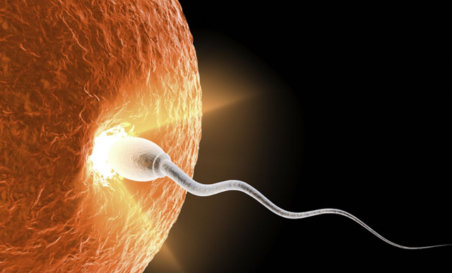 麝香的营养价值，麝香具有什么功效（价值贵重的5种生物体液盘点）