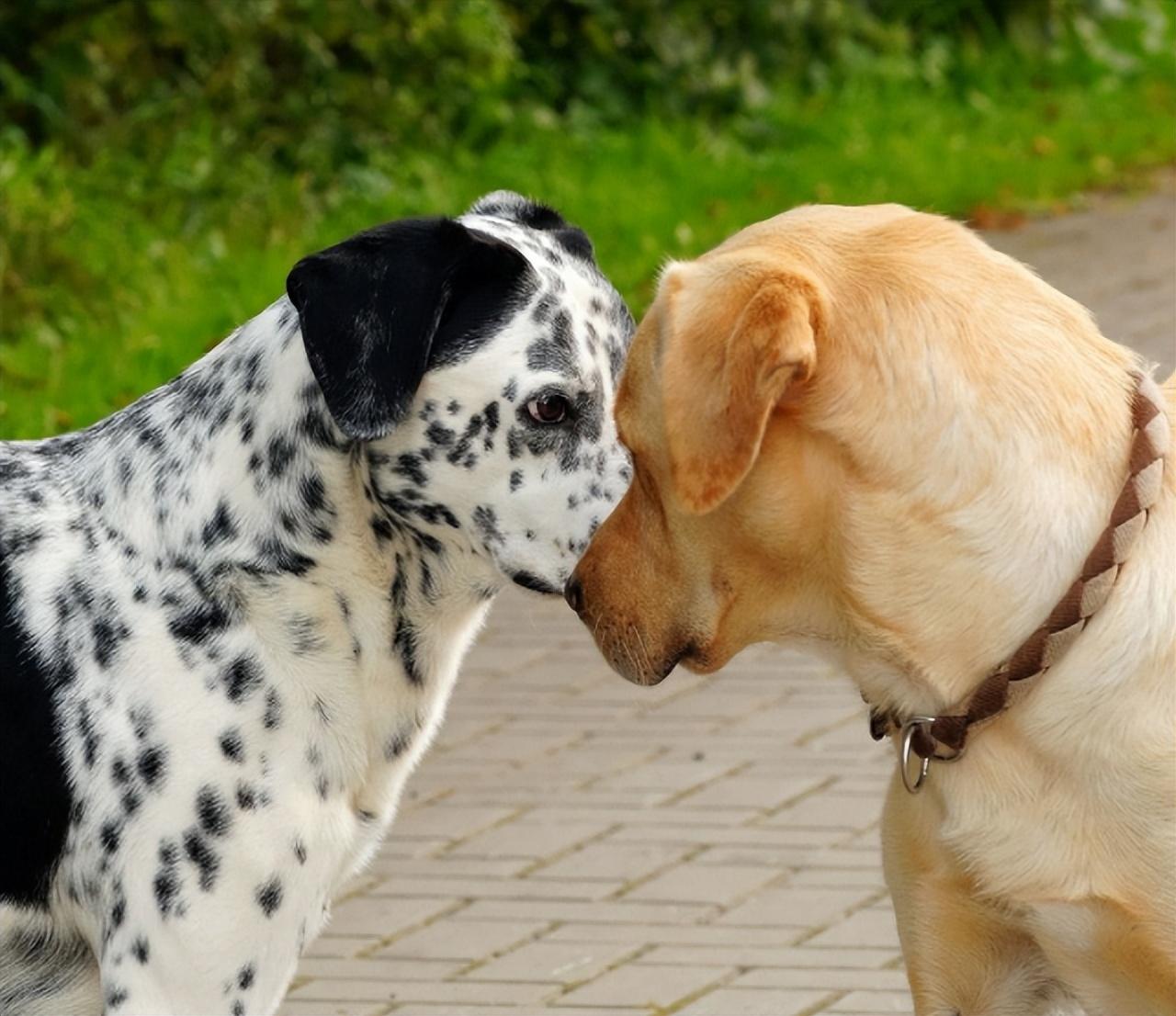 犬闹狗 多少天配狗 闹狗多长时间能带崽