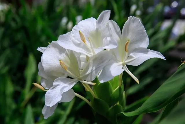 姜的种类和功效，姜的种类和功效和作用（12种姜科的辛香料）