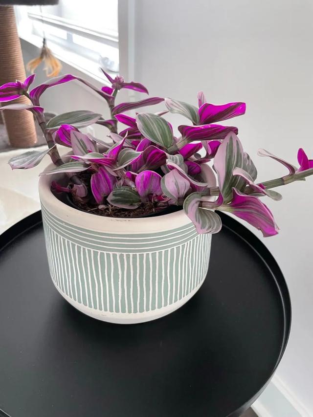 植物播种的方法，植物播种的方法有哪些（养花种菜的优质营养土比植物还贵）