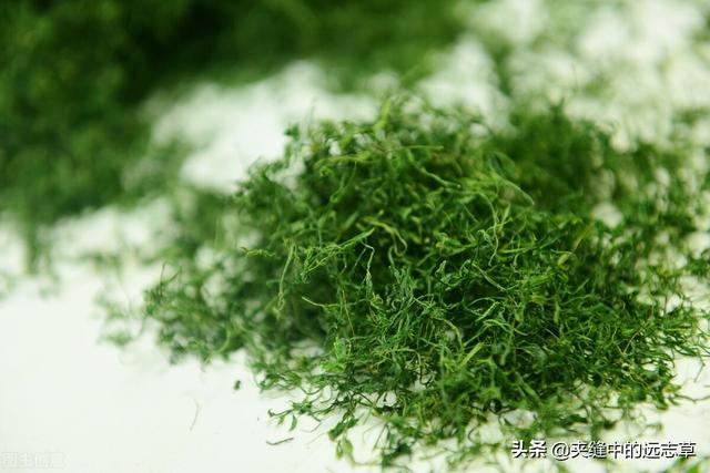 纹股蓝的功效与作用，讲一味小小的绞股蓝