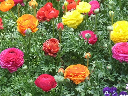 春天开的常见的花，春天的花有哪些（春天的花有哪些 名字）