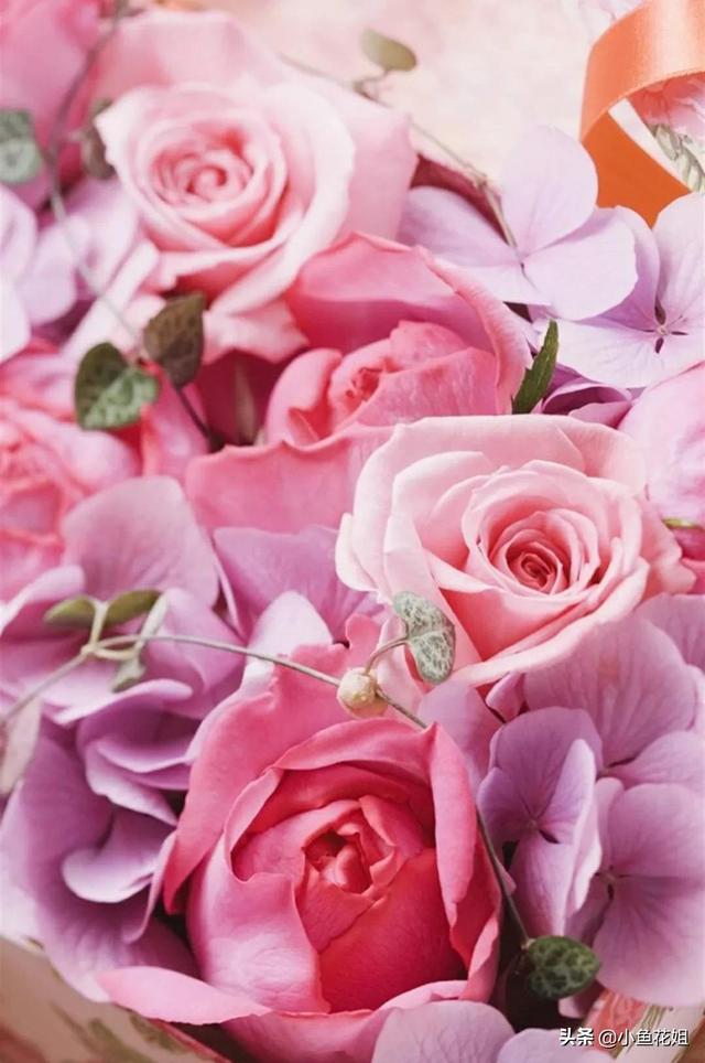 母亲节送什么花，母亲节送什么花最适合（能送给母亲的花不只是康乃馨）