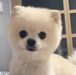 哪种博美犬最好养，很适合懒人养哦