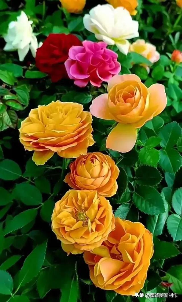 七夕节的图片，七夕浪漫情人节，玫瑰壁纸（七夕节的图片）