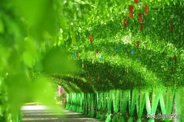 市花和市树是什么，杭州的市树和市花是什么（昆明400亩网红月季花海）