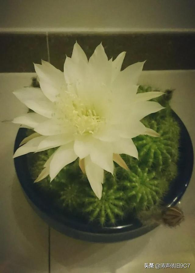 子孙球的风水学应用-子孙球在家居中的作用，子孙球寓意（分享—子孙球开花图片大全）