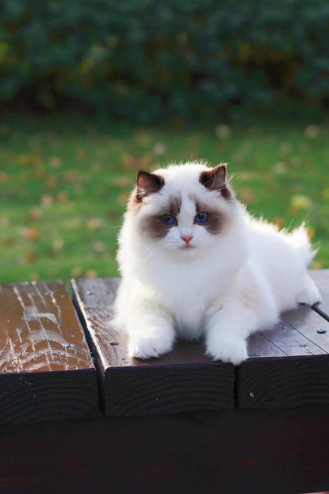 美国长毛猫多少钱一只(养猫建议养一次布偶猫) - 价格百科