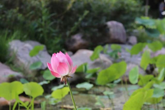 如何了解女人的内心，如何了解女人的内心并谈恋爱（当女人看透了男女之情的本质后）