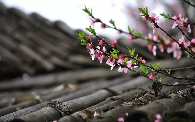 四月赏花的唯美句子，赏花的唯美句子说说（芳菲四月，寂静欢喜）