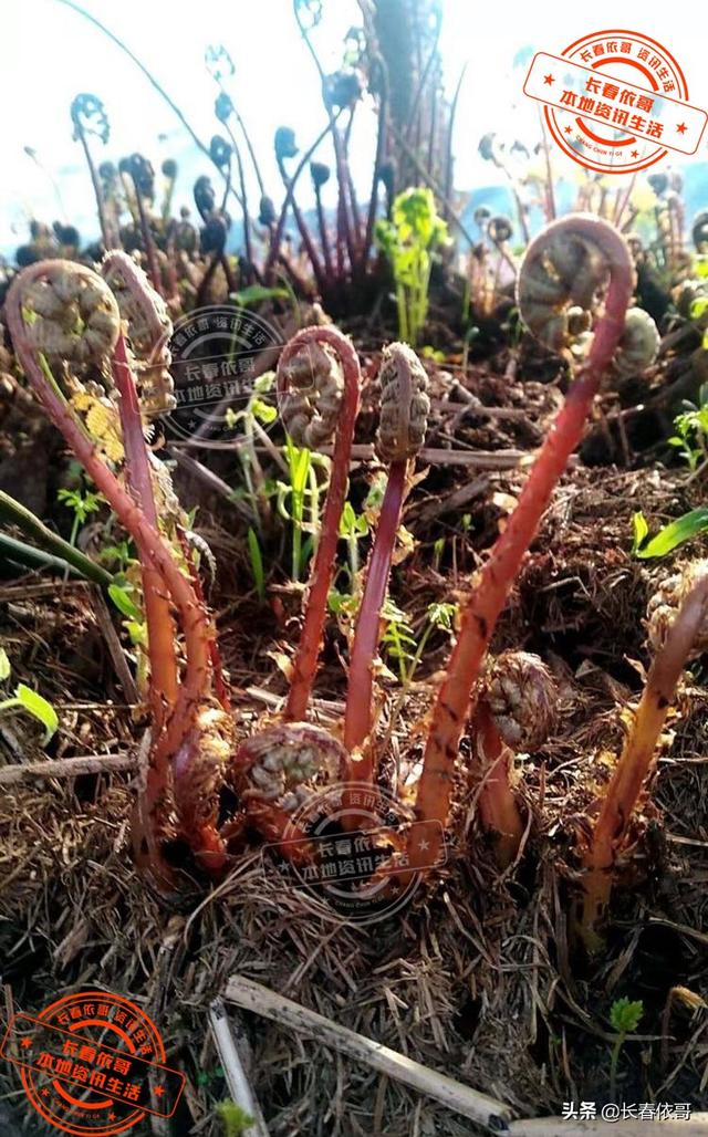 东北野生野菜有哪些，长白山中山野菜——猴子腿