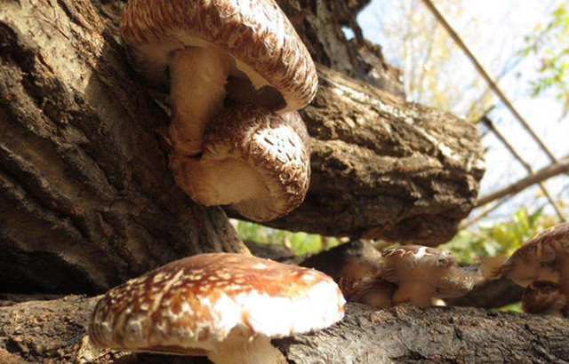 香菇火腿焖饭如何做，香菇鸡腿焖饭（小宅时光：有香菇火腿焖饭）