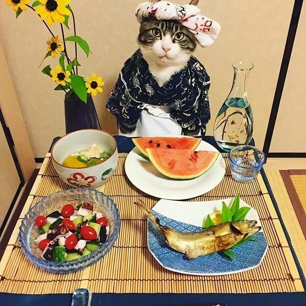 两个月的猫吃什么(2到3个月猫怎么喂养)