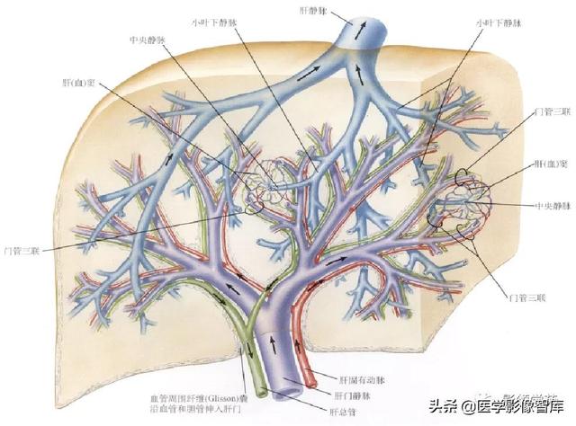 肝门管区结构图图片