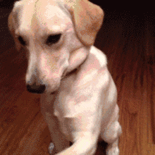 最安静的狗排行，适合家养的安静的狗狗（推荐7种很“通人性”的狗狗）