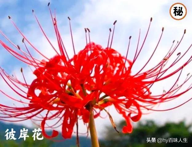 彼岸花什么时候开花，彼岸花一般什么时候开花（彼岸花——黄泉路上唯一的风景）