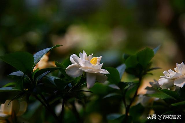 象征爱情的花卉绿植，象征爱情的花草树木（盘点十大花语最浪漫的花卉）