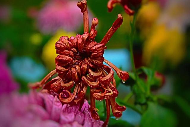 重阳节和菊花有什么关系，重阳节菊花代表什么意思（重阳节与菊花）