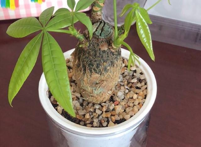 发财树养护，天天翠绿茂盛、芽点多长势好（发财树养护要点）