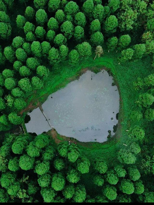 什邡市景点，什邡景点旅游景点（成都周边绝美“禁林”）