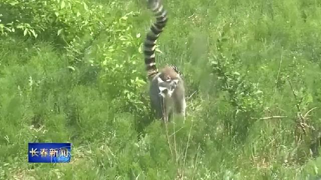 长春动植物园门票，动植物公园门票价格（这里室外区域全开放，去打卡~）