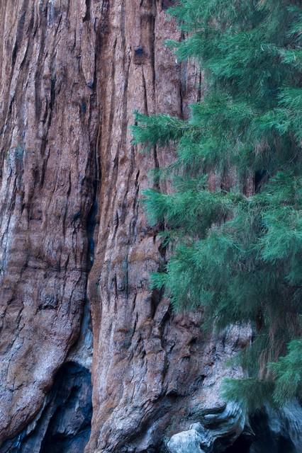 世界上最高的地方，比珠穆朗玛峰还高的山（‖美国加州红杉树‖巨树国家公园）