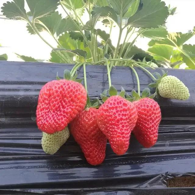 最流行的草莓品种，盘点国内十大最受欢迎的草莓品种